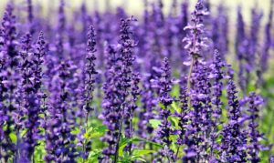 lavender-1507499_1920
